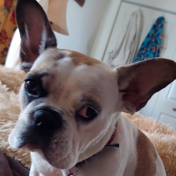 Meet your Posher, Natalie 🐶🐱❤️🐾 - Picture 5 of 12